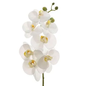 Orchid Phalaenopsis Spray Real Touch 70Cm White by Florabelle Living, a Plants for sale on Style Sourcebook