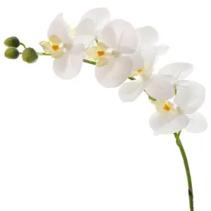 Orchid Phalaenopsis Real Touch 75Cm White by Florabelle Living, a Plants for sale on Style Sourcebook