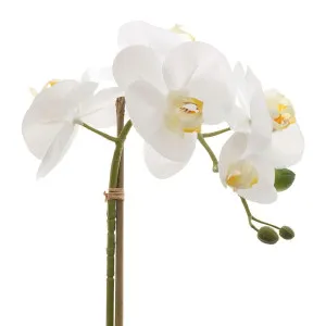 Orchids Phalaenopsis Real Touch With Leaves 53Cm White by Florabelle Living, a Plants for sale on Style Sourcebook
