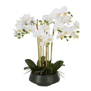 White Orchid In Black Pot Large by Florabelle Living, a Plants for sale on Style Sourcebook