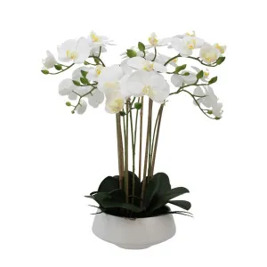 White Orchid In White Pot Large by Florabelle Living, a Plants for sale on Style Sourcebook