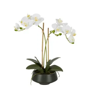 White Orchid In Black Pot Medium by Florabelle Living, a Plants for sale on Style Sourcebook