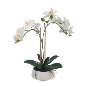 White Orchid In White Pot Medium by Florabelle Living, a Plants for sale on Style Sourcebook