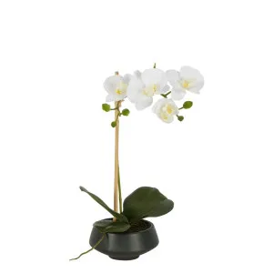 White Orchid In Black Pot Small by Florabelle Living, a Plants for sale on Style Sourcebook