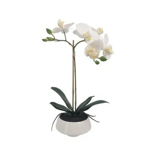 White Orchid In White Pot Small by Florabelle Living, a Plants for sale on Style Sourcebook