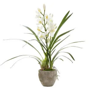 Cymbidium Orchid In Pot 80Cm by Florabelle Living, a Plants for sale on Style Sourcebook