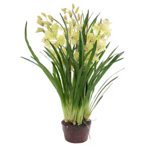 Cymbidium Giant Paper Pot 1.1M Light Green by Florabelle Living, a Plants for sale on Style Sourcebook