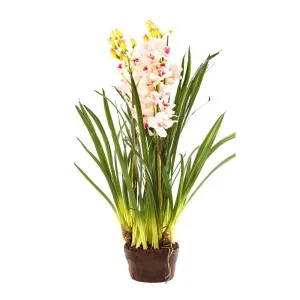 Cymbidium Giant Paper Pot 1.1M Light Pink by Florabelle Living, a Plants for sale on Style Sourcebook