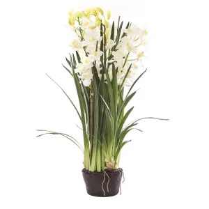 Cymbidium Giant Paper Pot 1.1M White by Florabelle Living, a Plants for sale on Style Sourcebook