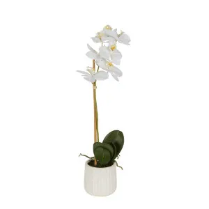 Orchid In Ceramic Pot 50Cm White by Florabelle Living, a Plants for sale on Style Sourcebook