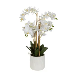 Orchid In Ceramic Pot Real Touch 71Cm White by Florabelle Living, a Plants for sale on Style Sourcebook