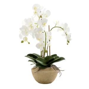 Orchid In Stone Pot Medium 65Cm White by Florabelle Living, a Plants for sale on Style Sourcebook