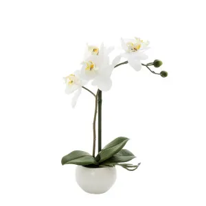 Orchid In White Pot 35Cm White by Florabelle Living, a Plants for sale on Style Sourcebook