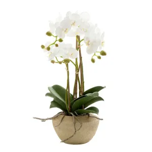 Orchid In Stone Pot Small 50Cm White by Florabelle Living, a Plants for sale on Style Sourcebook