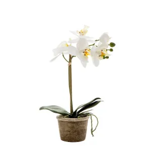 White Orchid In Antiqued Pot Small 30Cm by Florabelle Living, a Plants for sale on Style Sourcebook