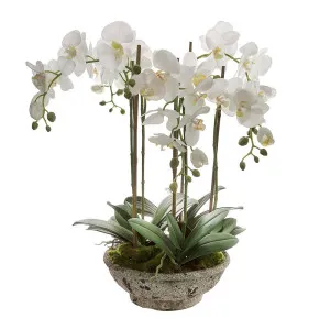 Orchid In Pot 65Cm White by Florabelle Living, a Plants for sale on Style Sourcebook