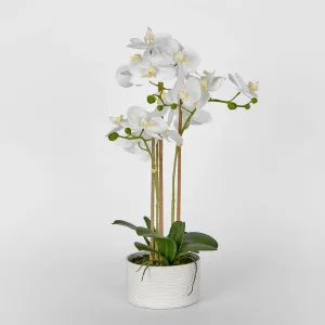 Luxe Phalaenopsis In Ribbed Bowl-3 Stems by Florabelle Living, a Plants for sale on Style Sourcebook