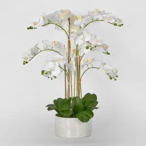 Luxe Phalaenopsis In Ribbed Bowl-9 Stems by Florabelle Living, a Plants for sale on Style Sourcebook