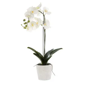 Orchid In Clay Pot 84Cm White by Florabelle Living, a Plants for sale on Style Sourcebook