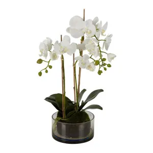 Orchid In Round Glass Vase 60Cm White by Florabelle Living, a Plants for sale on Style Sourcebook
