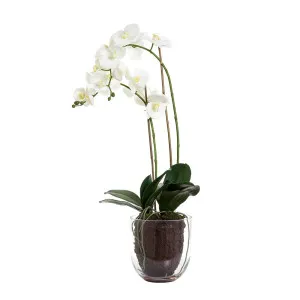 Orchid In Glass Vase 85Cm White by Florabelle Living, a Plants for sale on Style Sourcebook