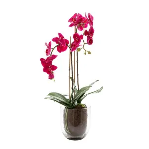 Orchid In Glass Vase 80Cm Fuchsia by Florabelle Living, a Plants for sale on Style Sourcebook