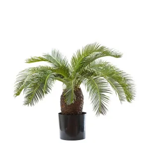 Cycad Palm 65Cm by Florabelle Living, a Plants for sale on Style Sourcebook