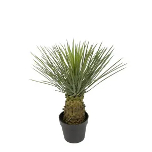 Hedgehog Grass Tree In Pot 60Cm by Florabelle Living, a Plants for sale on Style Sourcebook
