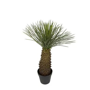 Hedgehog Grass Tree 90Cm by Florabelle Living, a Plants for sale on Style Sourcebook