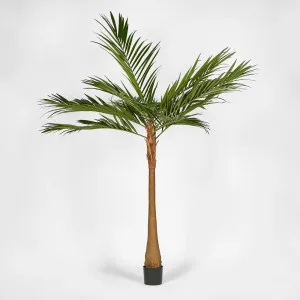 Majesty Palm Tree 240Cm by Florabelle Living, a Plants for sale on Style Sourcebook
