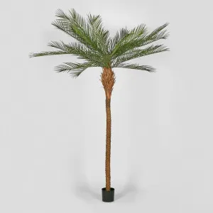 Phoenix Palm Tree 300Cm by Florabelle Living, a Plants for sale on Style Sourcebook
