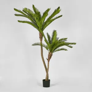 Cycus Palm 1.5M With 2058 Leaves by Florabelle Living, a Plants for sale on Style Sourcebook