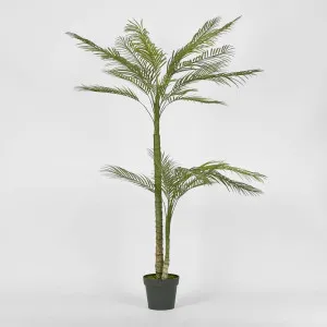 Double Stem Palm Tree 150Cm by Florabelle Living, a Plants for sale on Style Sourcebook