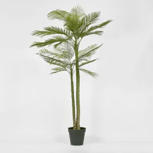 Double Stem Palm Tree 218Cm by Florabelle Living, a Plants for sale on Style Sourcebook