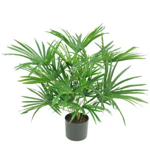 Baby Fan Palm Potted Bush W/17 Leaves 45Cm by Florabelle Living, a Plants for sale on Style Sourcebook