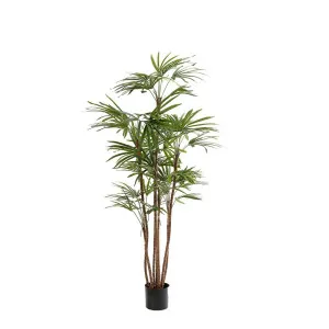 Honey Lady Palm 1.4M by Florabelle Living, a Plants for sale on Style Sourcebook
