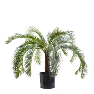 Cycad Palm 80Cm by Florabelle Living, a Plants for sale on Style Sourcebook