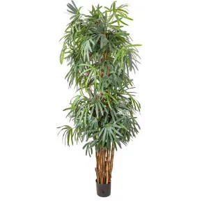 Raphis Palm Thin Leaf 2.4M by Florabelle Living, a Plants for sale on Style Sourcebook