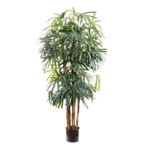 Raphis Palm Thin Leaf 1.8M by Florabelle Living, a Plants for sale on Style Sourcebook