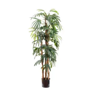 Raphis Palm Thin Leaf 1.7M by Florabelle Living, a Plants for sale on Style Sourcebook