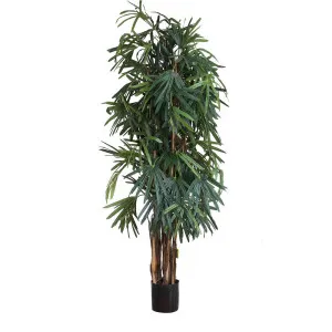 Raphis Palm Thin Leaf 2M by Florabelle Living, a Plants for sale on Style Sourcebook
