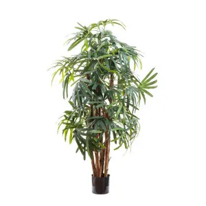 Raphis Palm Thin Leaf 1.6M by Florabelle Living, a Plants for sale on Style Sourcebook