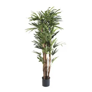 Raphis Palm 1.5M by Florabelle Living, a Plants for sale on Style Sourcebook