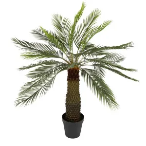Sago Palm Cycad Tree 1.40M by Florabelle Living, a Plants for sale on Style Sourcebook