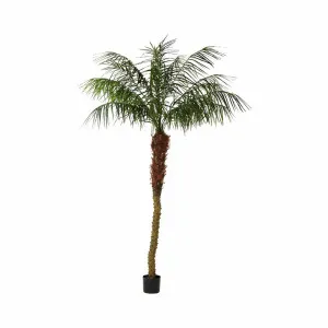 Phoenix Palm 2.1M by Florabelle Living, a Plants for sale on Style Sourcebook