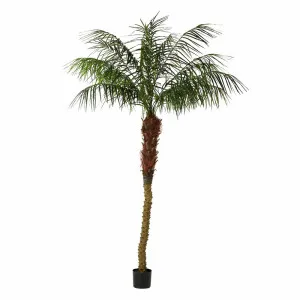 Phoenix Palm 2.4M by Florabelle Living, a Plants for sale on Style Sourcebook