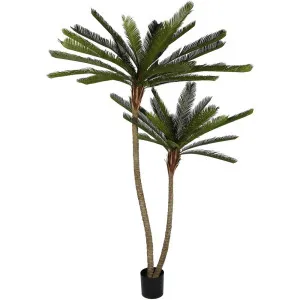 Cycus Palm Tree 220Cm by Florabelle Living, a Plants for sale on Style Sourcebook