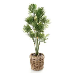Parlour Palm In Rattan Basket 1.2M by Florabelle Living, a Plants for sale on Style Sourcebook