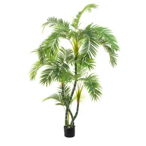 Areca Palm Twisted Trunk 1.7M by Florabelle Living, a Plants for sale on Style Sourcebook