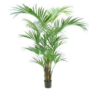Kentia Palm Tree 210Cm by Florabelle Living, a Plants for sale on Style Sourcebook